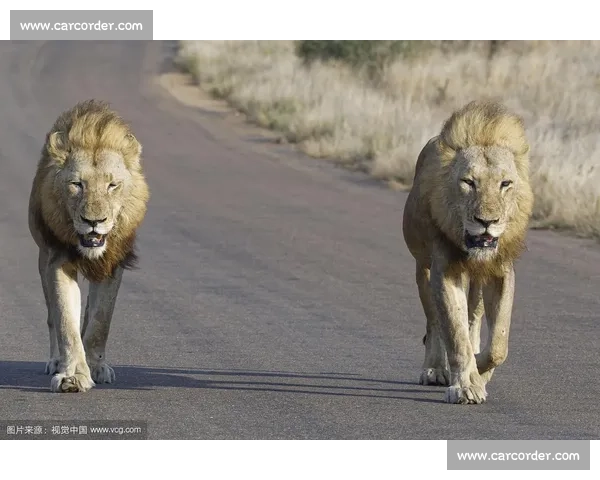 南非雄狮碾压野蛮人队，友谊赛狂揽 35 分创纪录